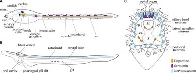 Comparative Neurobiology of Biogenic Amines in Animal Models in Deuterostomes